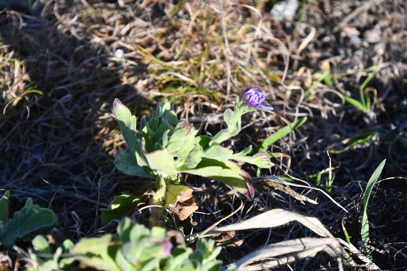 Aster spathulifolius photo 4