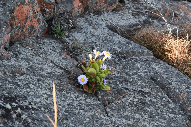 Aster spathulifolius photo 5