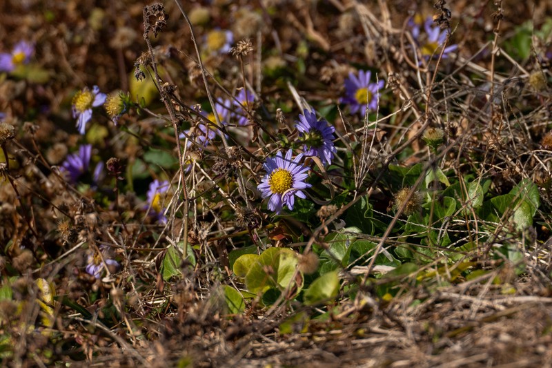 Aster spathulifolius photo 2