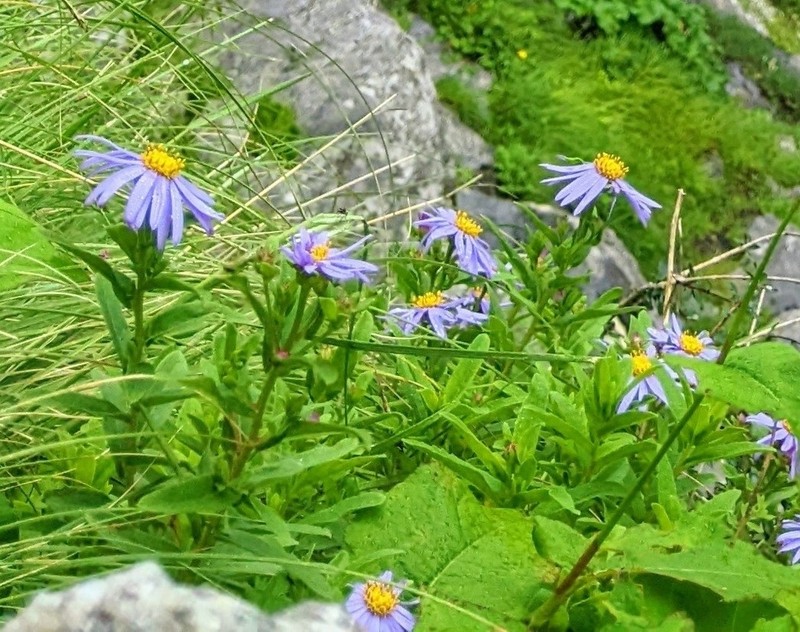 Aster stracheyi photo 4