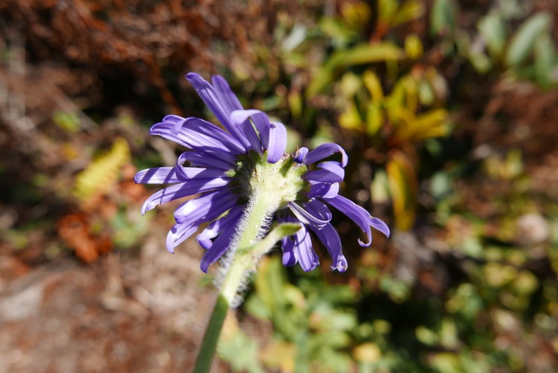 Aster stracheyi photo 5