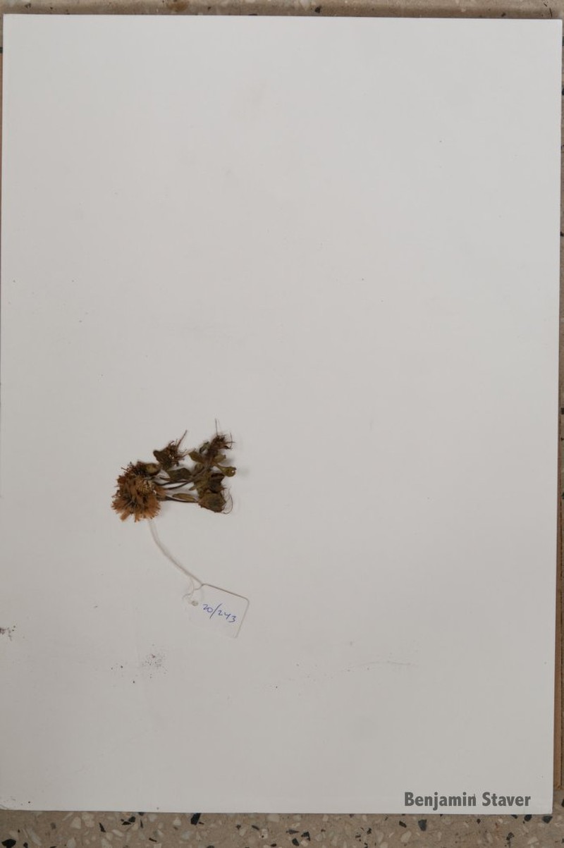 Aster stracheyi photo 6