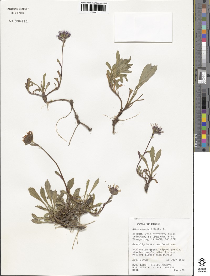 Aster stracheyi photo 7
