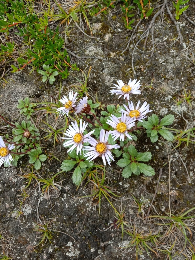 Aster stracheyi