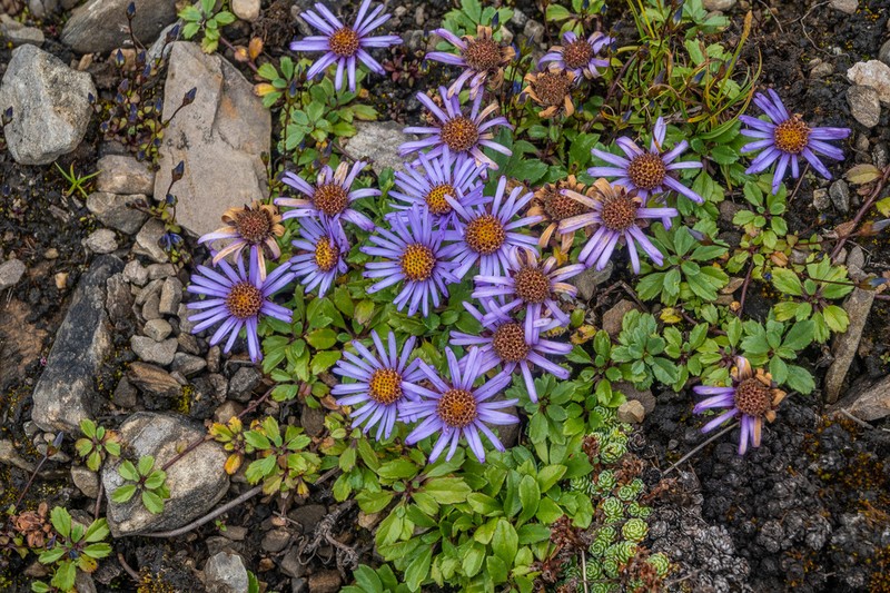 Aster stracheyi photo 2