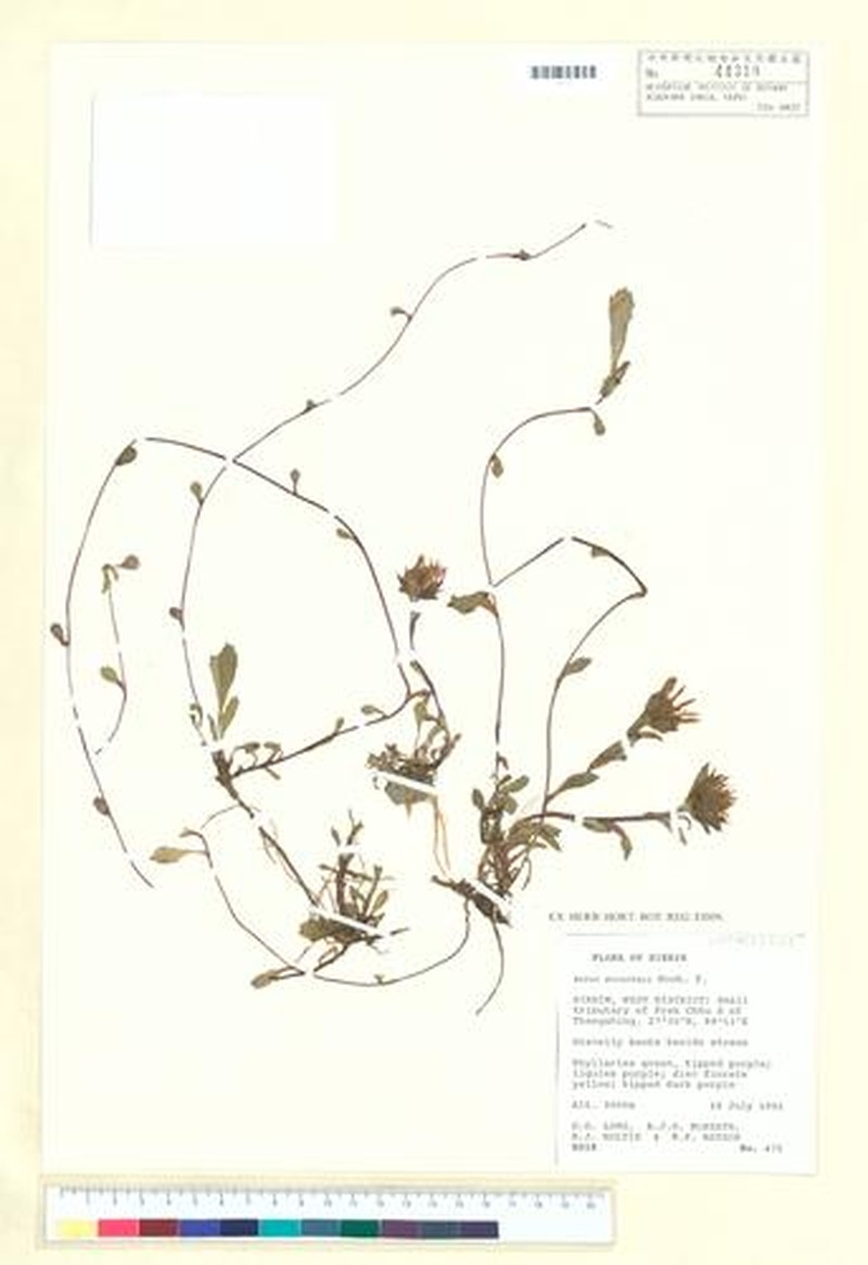 Aster stracheyi photo 3