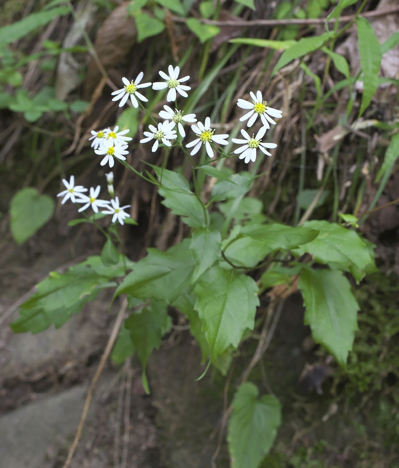 Aster sugimotoi