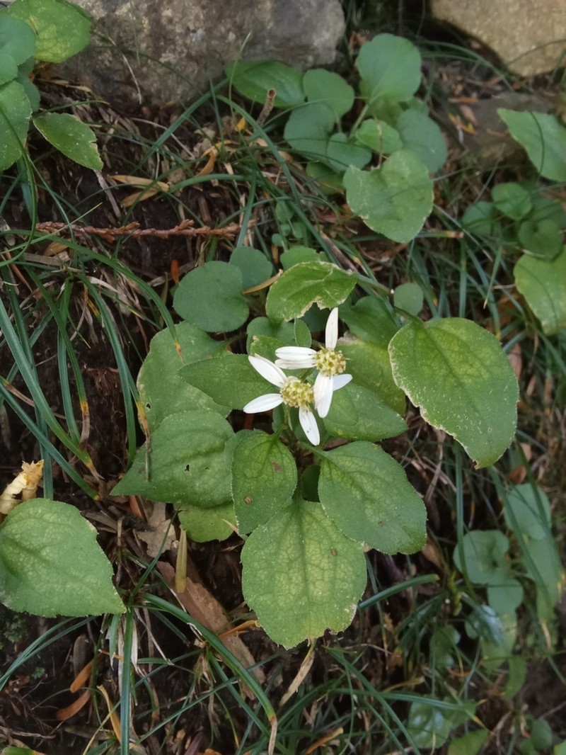 Aster sugimotoi photo 2