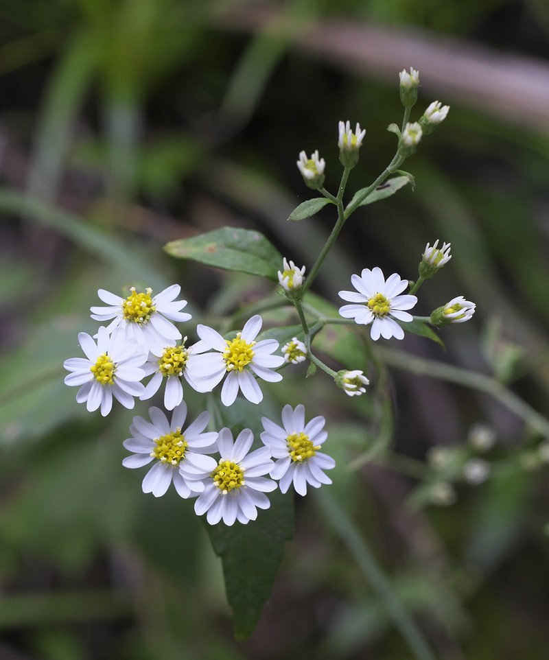 Aster sugimotoi photo 3
