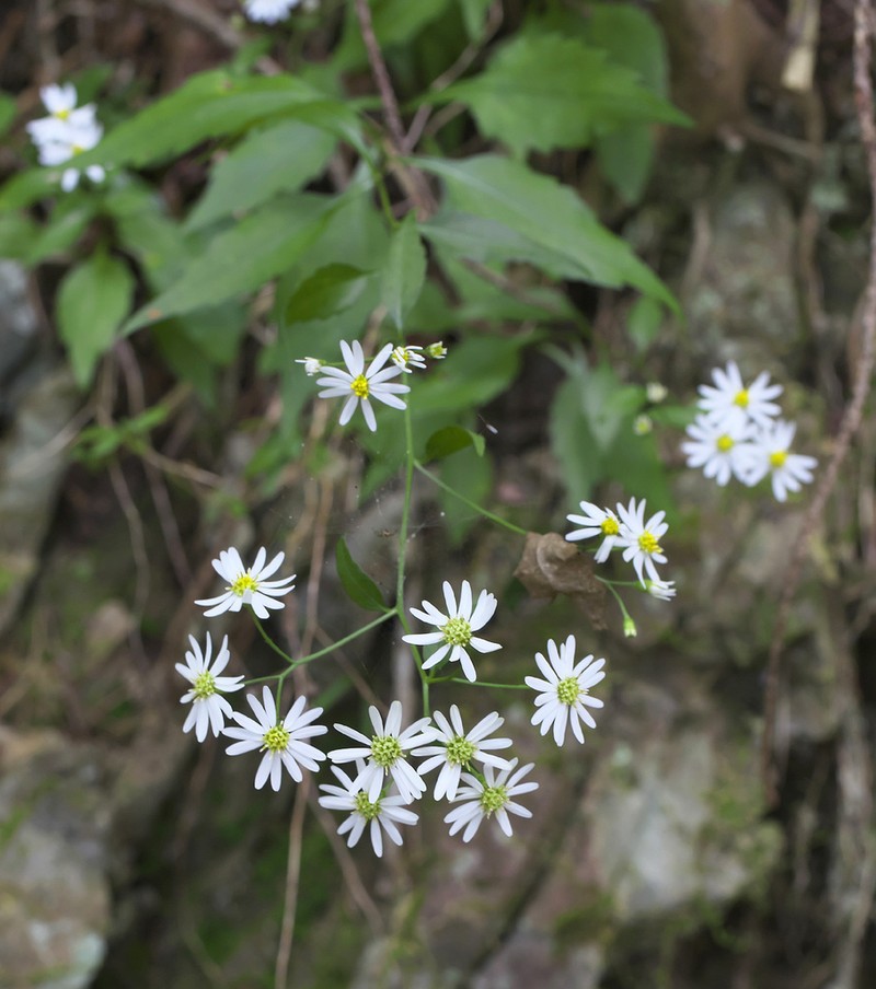 Aster sugimotoi photo 4