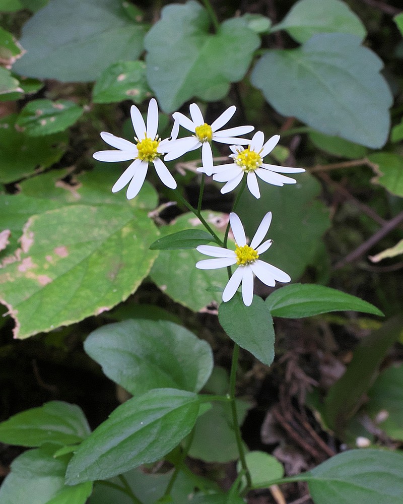 Aster sugimotoi photo 5