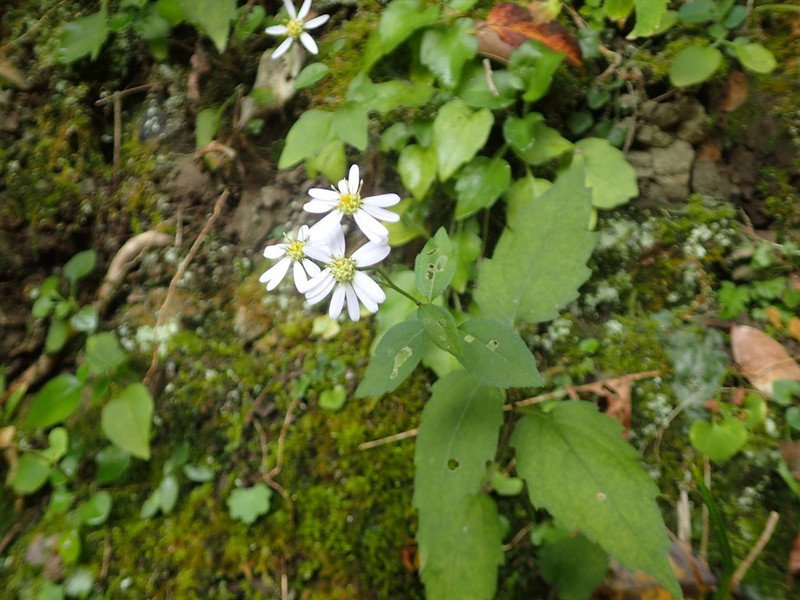 Aster sugimotoi photo 6