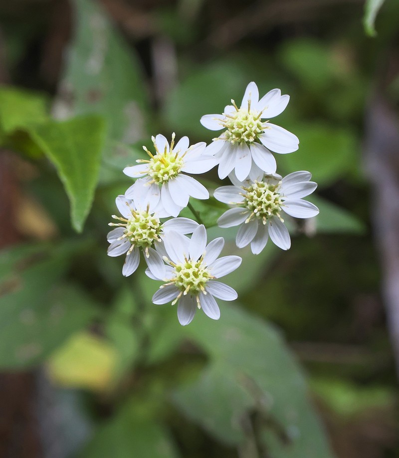Aster sugimotoi photo 7