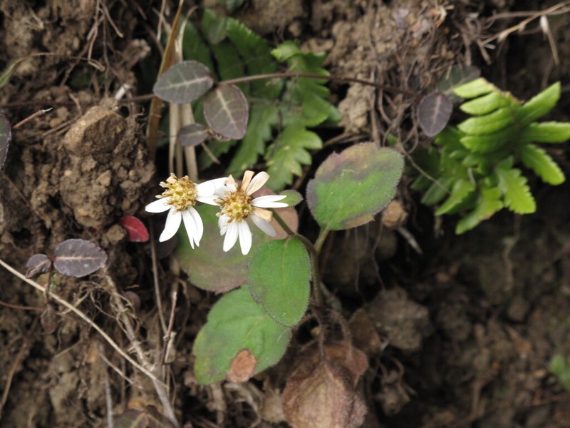 Aster sugimotoi photo 8