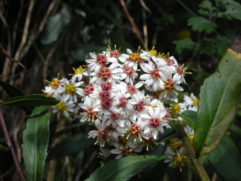 Aster taiwanensis photo 4