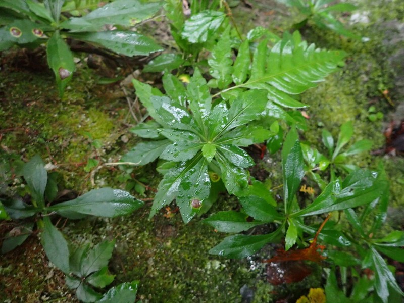 Aster taiwanensis photo 5
