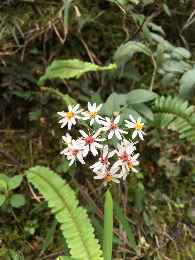 Aster taiwanensis photo 6