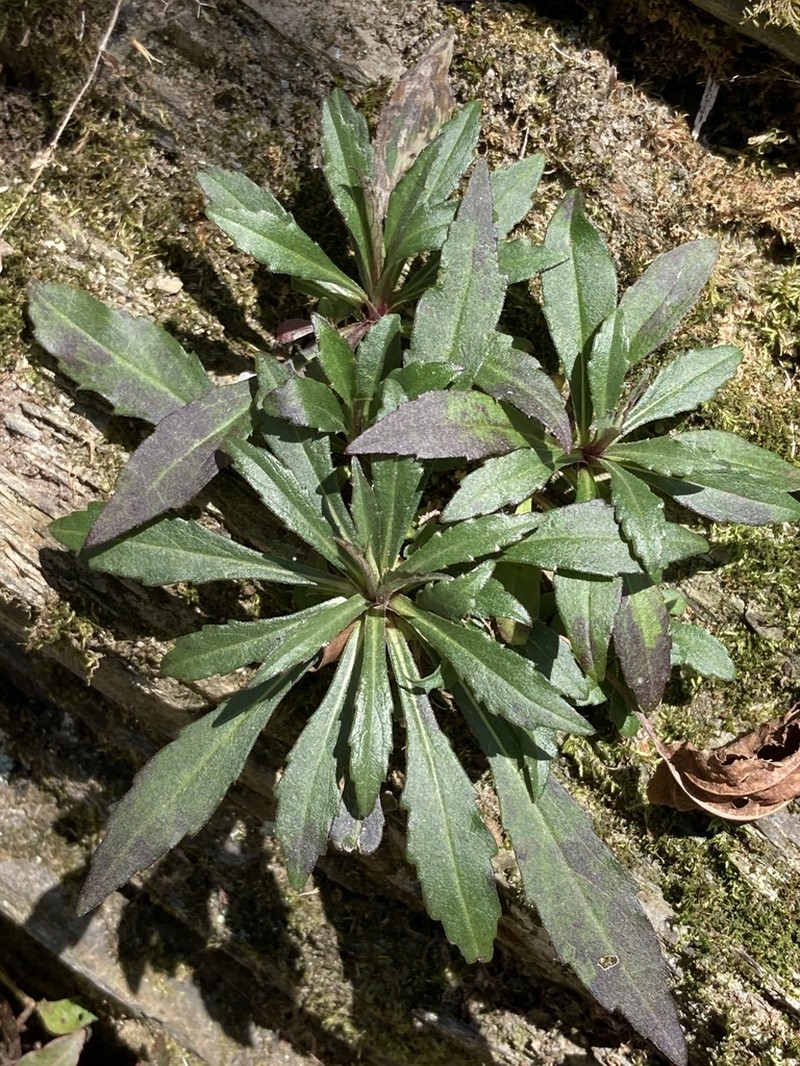 Aster taiwanensis photo 7