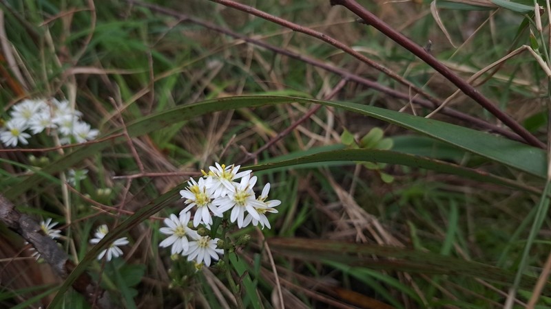 Aster taiwanensis