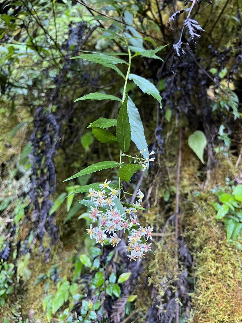 Aster taiwanensis photo 2