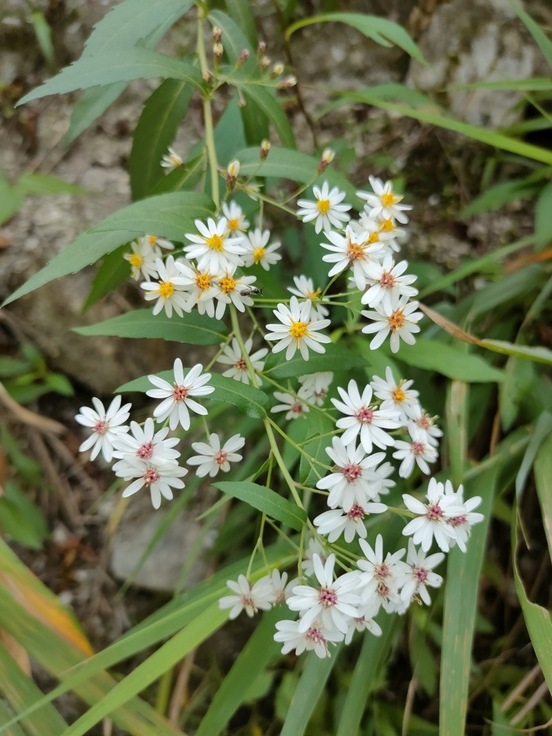 Aster taiwanensis photo 3