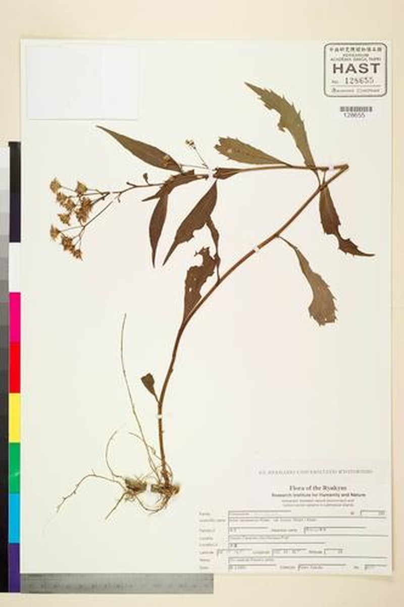 Aster taiwanensis var. lucens
