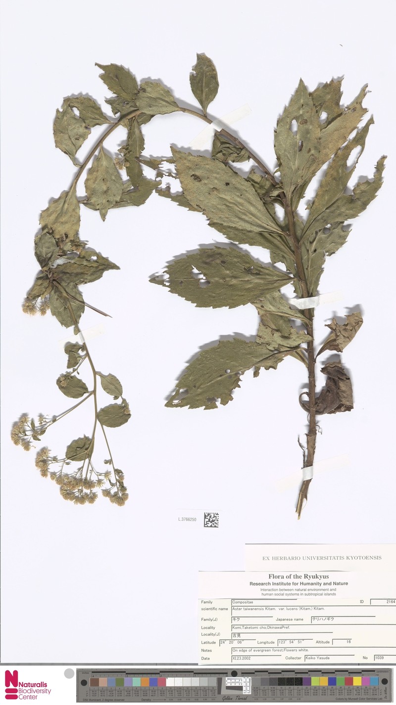 Aster taiwanensis var. lucens photo 2