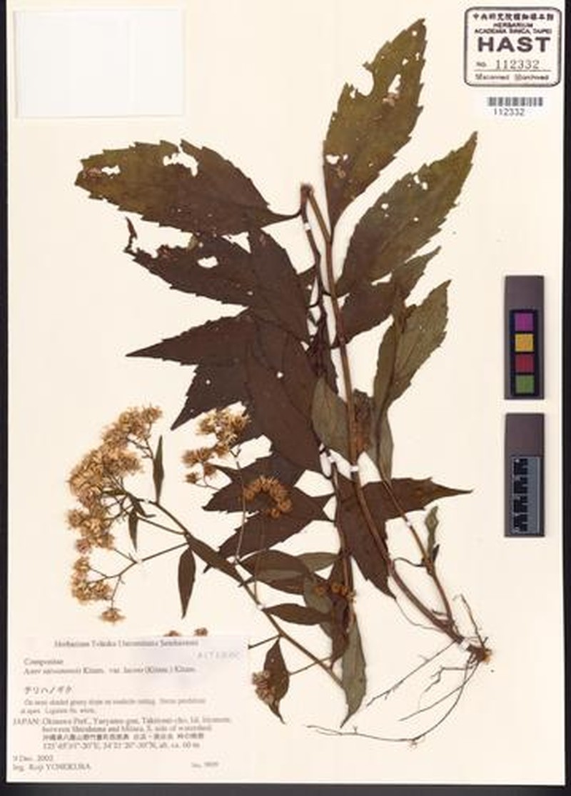 Aster taiwanensis var. lucens photo 3