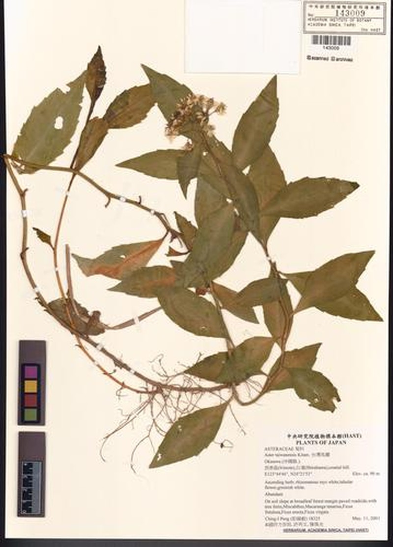 Aster taiwanensis var. lucens photo 4