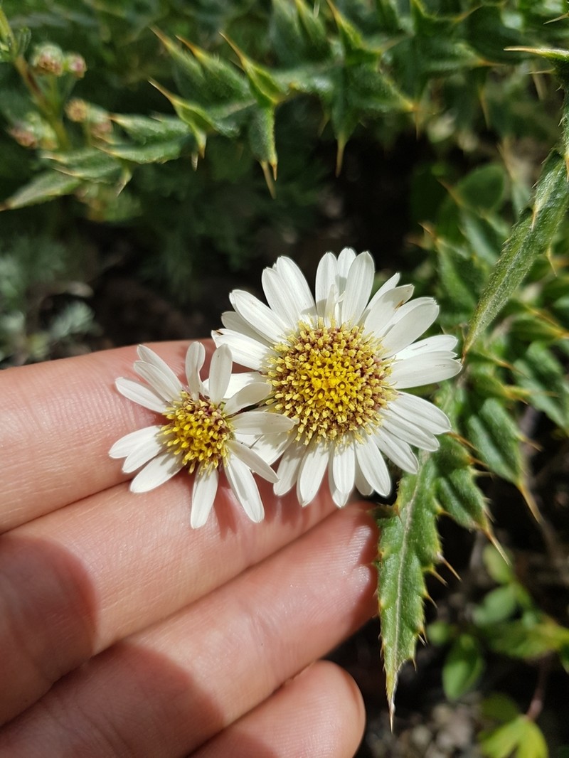 Aster takasago-montanus