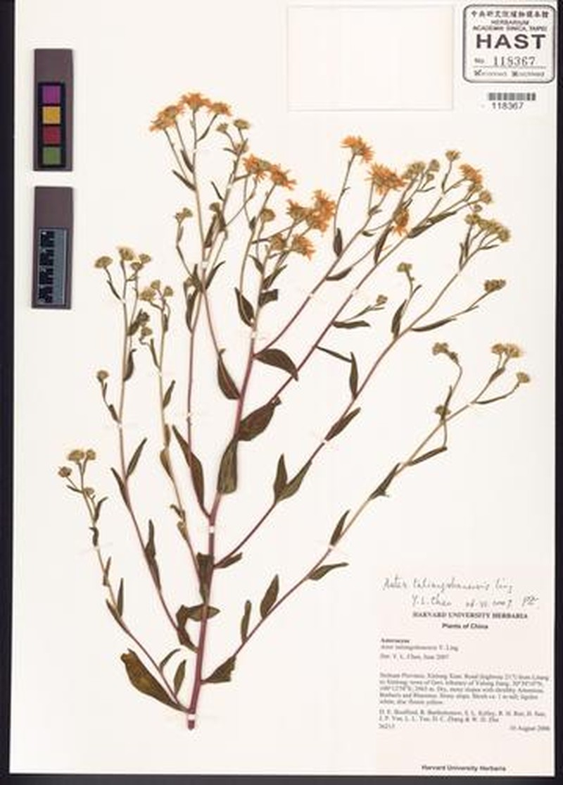 Aster taliangshanensis