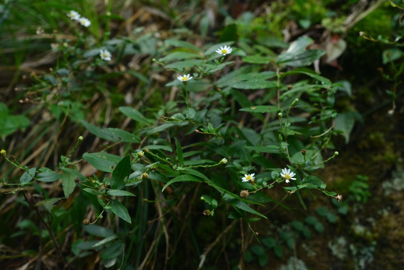 Aster taoyuenensis photo 3