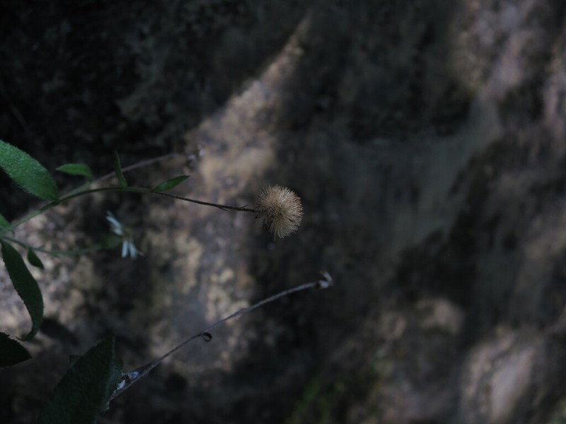 Aster taoyuenensis photo 5