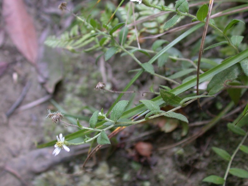 Aster taoyuenensis photo 6