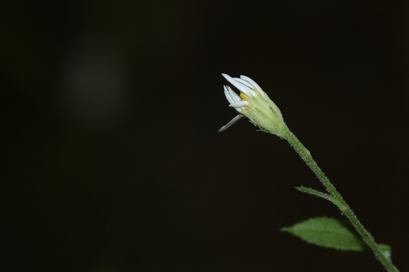 Aster taoyuenensis photo 7