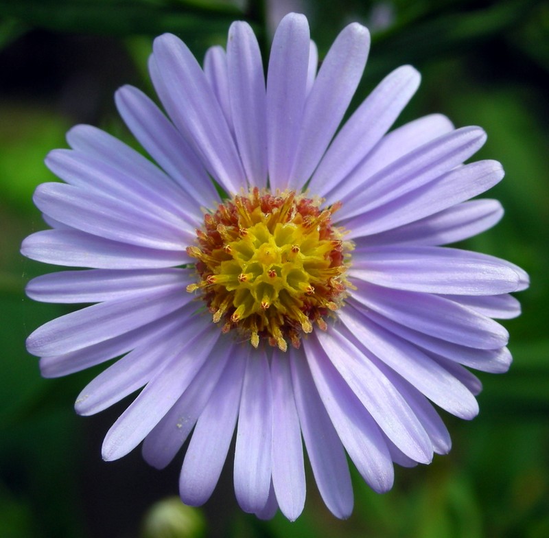 Tatarian Aster