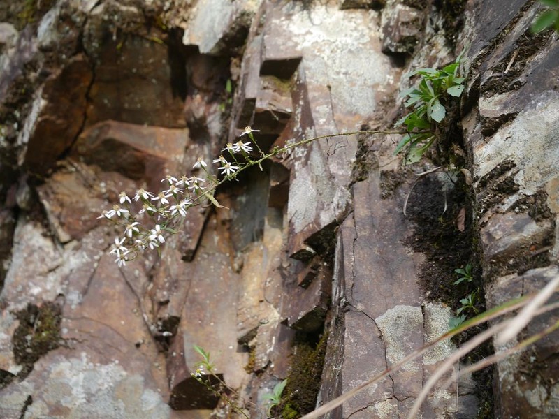 Aster tenuipes