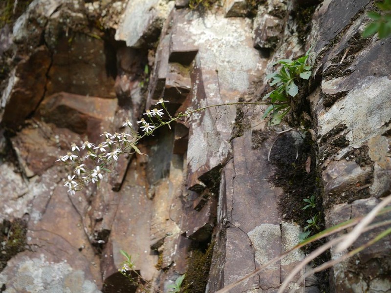 Aster tenuipes photo 2