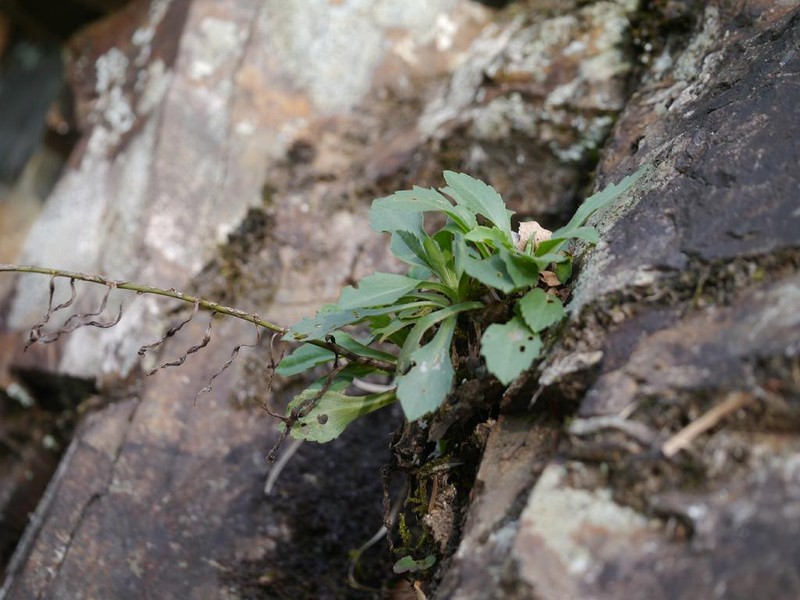 Aster tenuipes photo 3