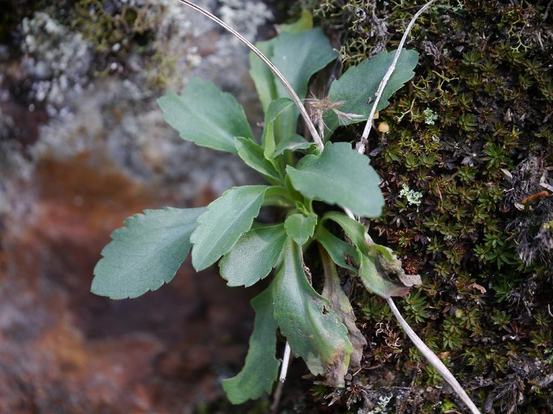 Aster tenuipes photo 4