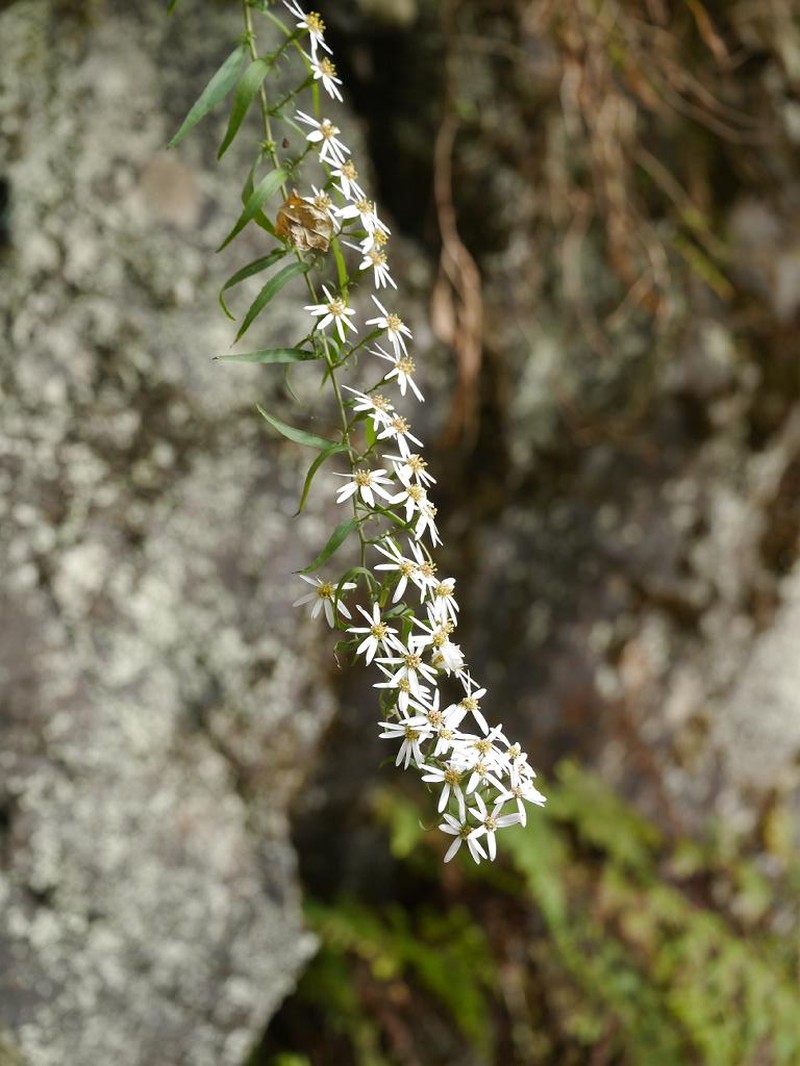 Aster tenuipes photo 7