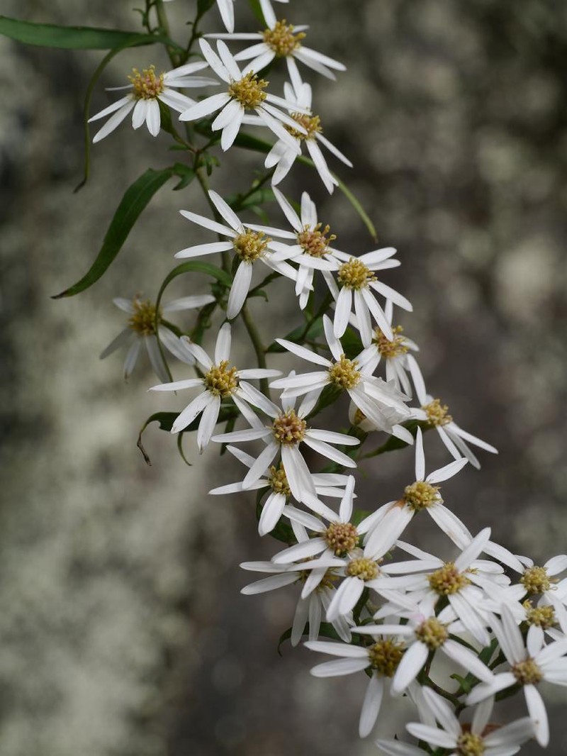 Aster tenuipes photo 8