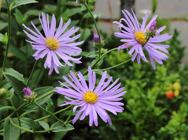 Aster thomsonii