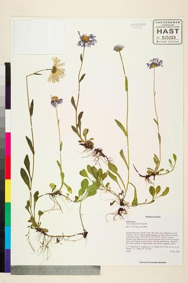 Aster tongolensis photo 2