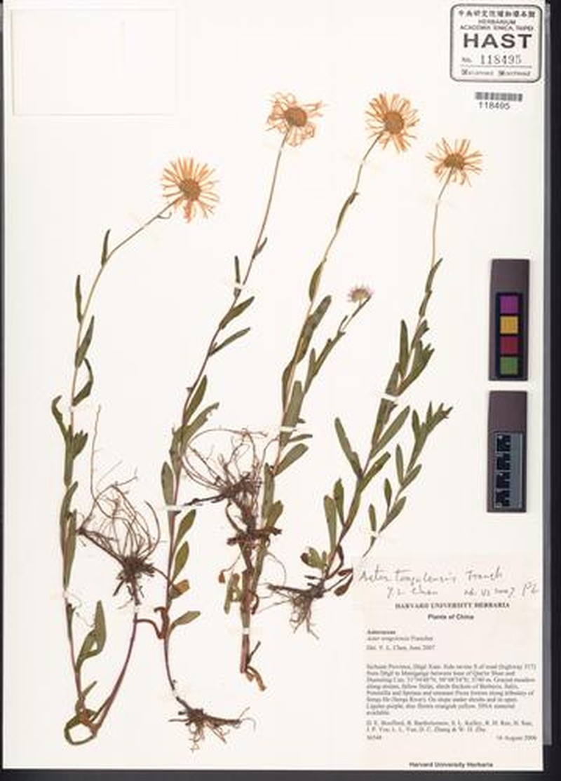 Aster tongolensis photo 3