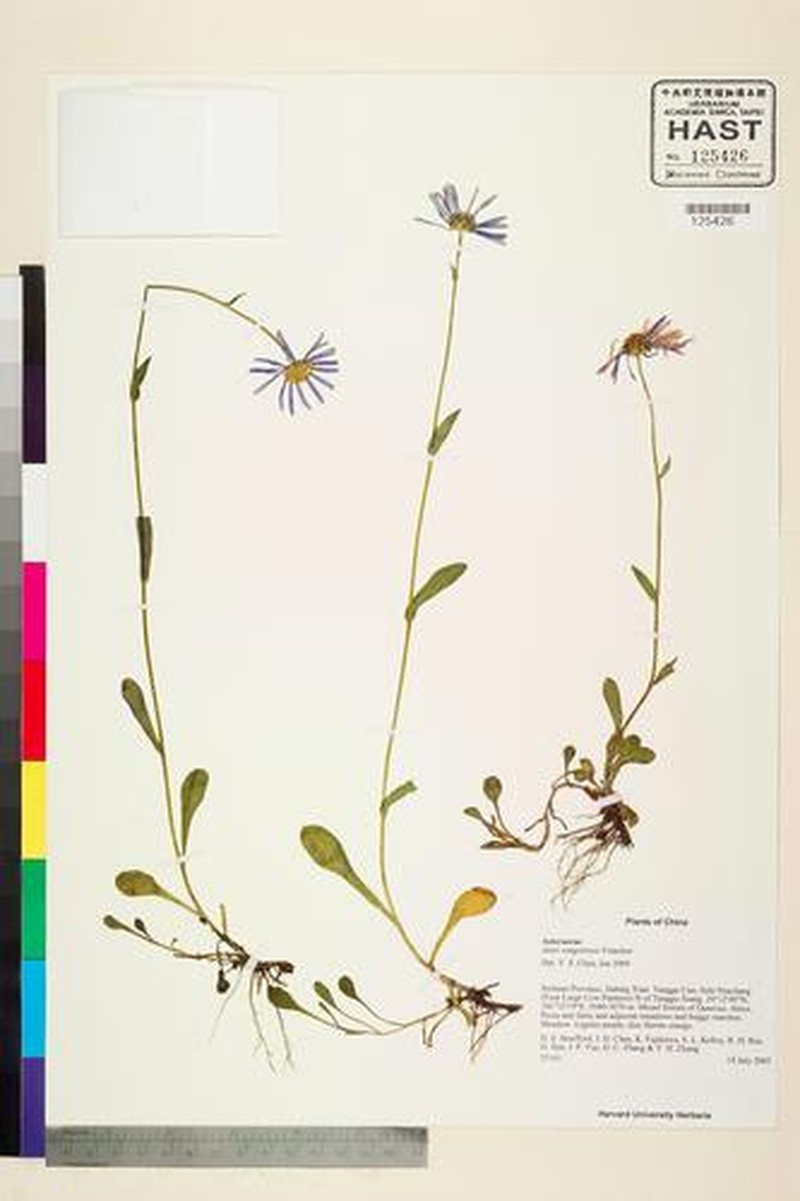 Aster tongolensis photo 4