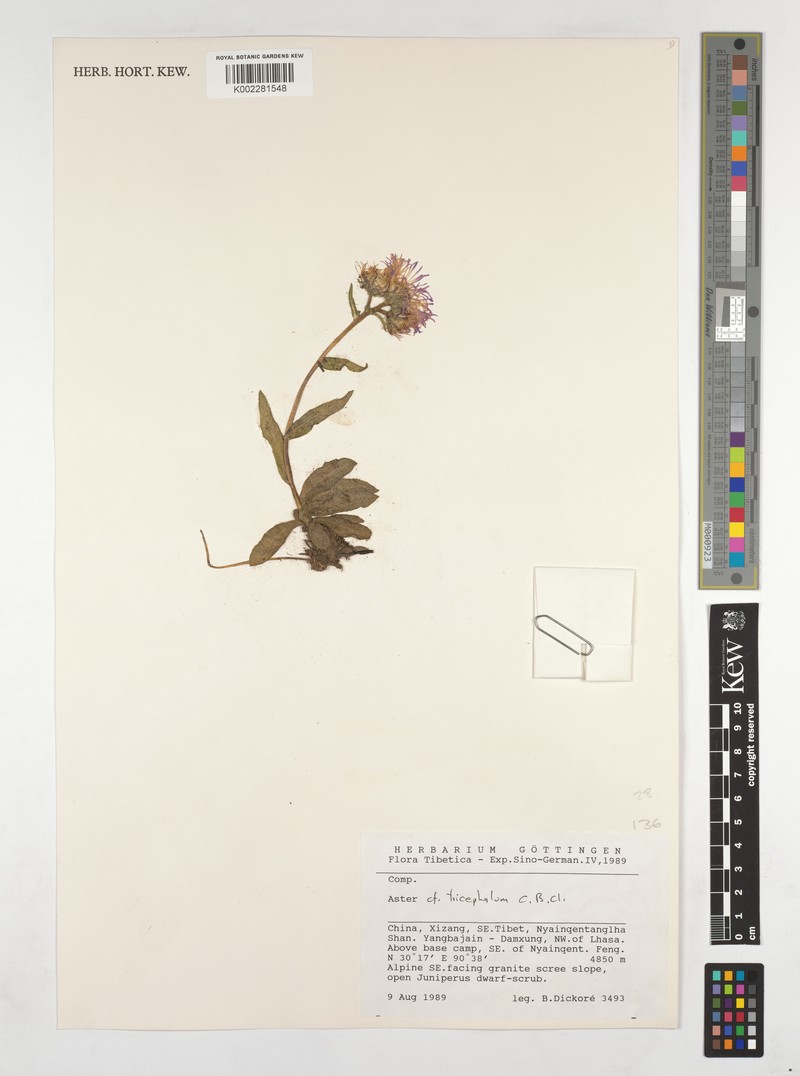 Aster tricephalus photo 2