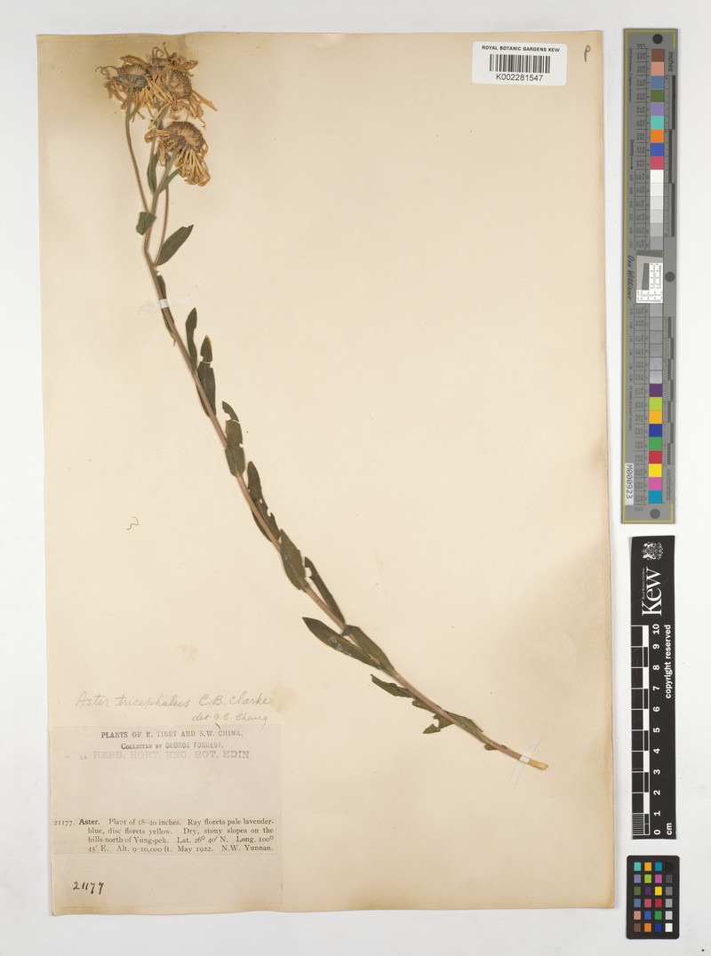 Aster tricephalus photo 3