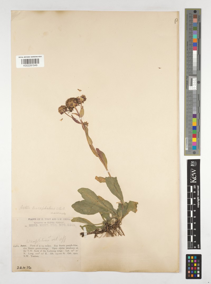 Aster tricephalus photo 4