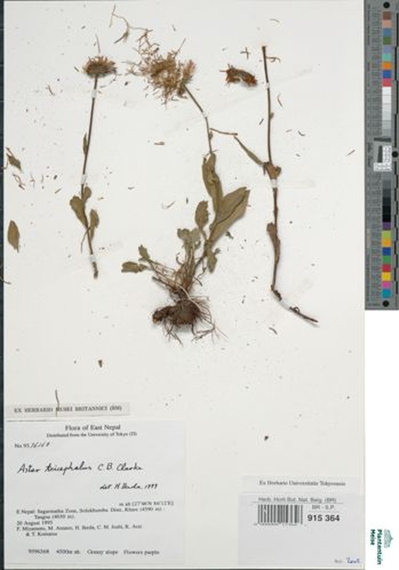 Aster tricephalus